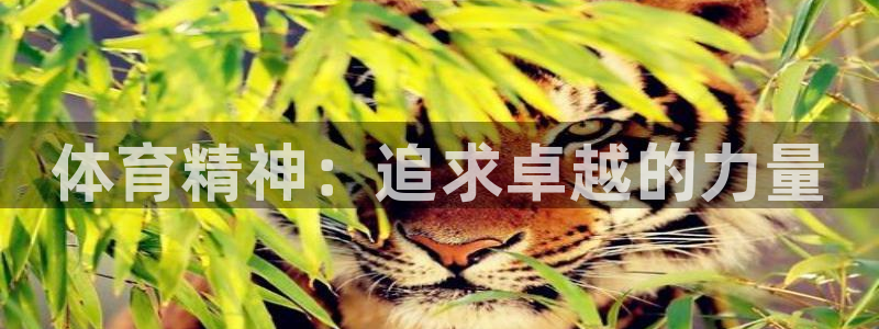 xc体育：体育精神：追求卓越的力量